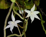 Aerangis biloba closeup